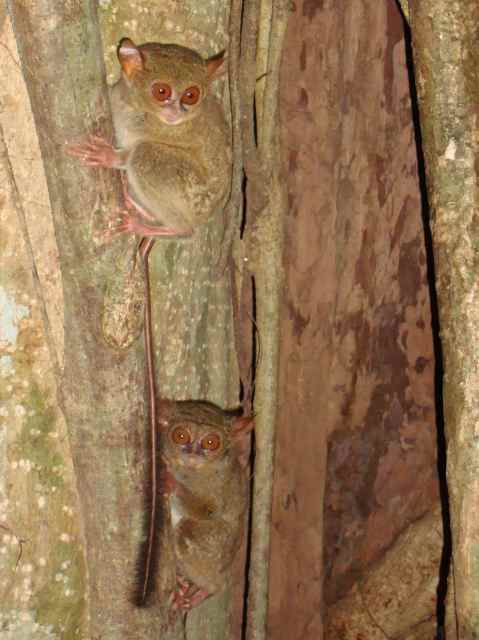 Spectral Tarsier / Birding2asia