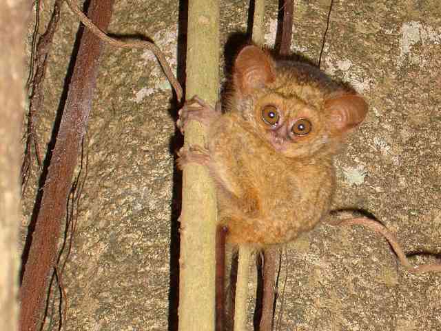 Spectral Tarsier baby / Birding2asia