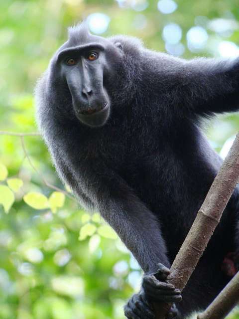 Sulawesi Crested Macaque / Birding2asia