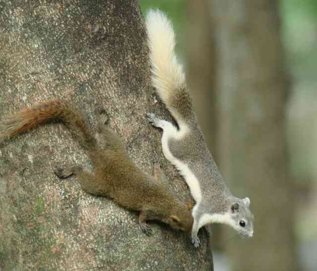 Variable Squirrel / Birding2asia