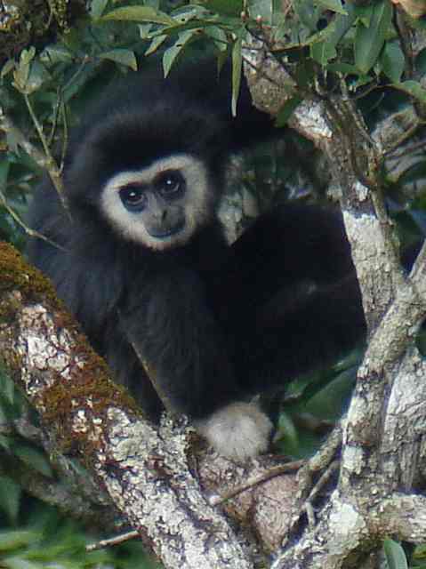 White-handed Gibbon / Birding2asia