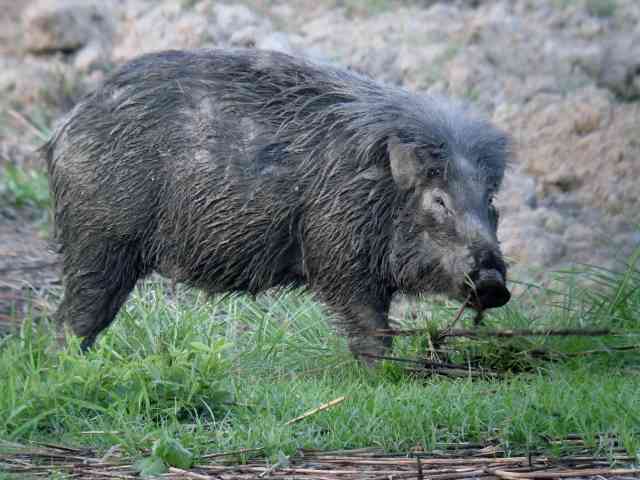 Wild Boar / Birding2asia