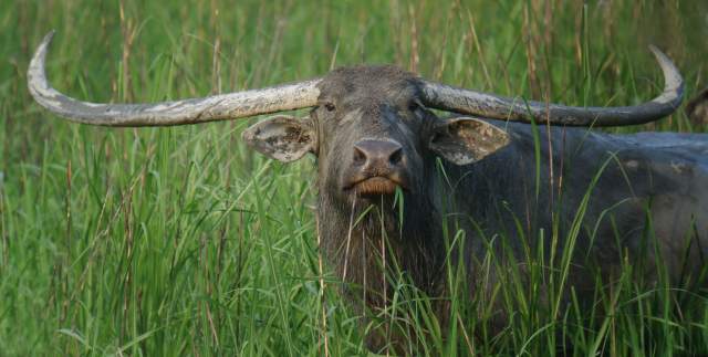 Water Buffalo / Birding2asia