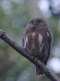 Asian Barred Owlet