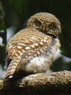 Collared Owlet