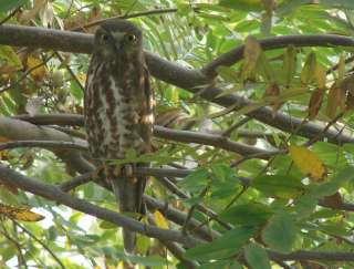 Brown Hawk Owl