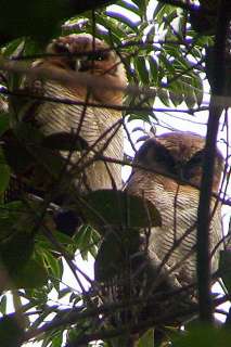 Brown Wood Owl