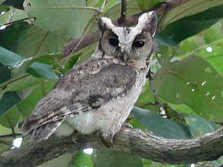 Not the same bird as left but this is also a Collared Scops Owl which Stijn photograped at the same birdwatching site, Phuttamonton Park near Bangkok, Thailand.