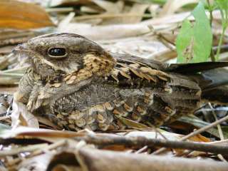 Indian Nightjar