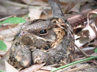 Indian Nightjar