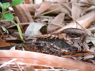 Indian Nightjar at Phuttamonton Park near Bangkok Thailand.