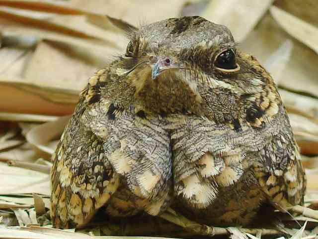 Indian Nightjar