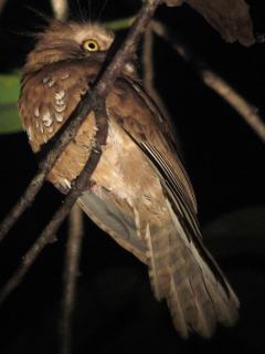 Javan Frogmouth