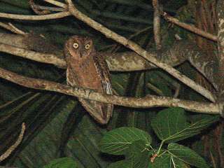 Mantanani Scops Owl