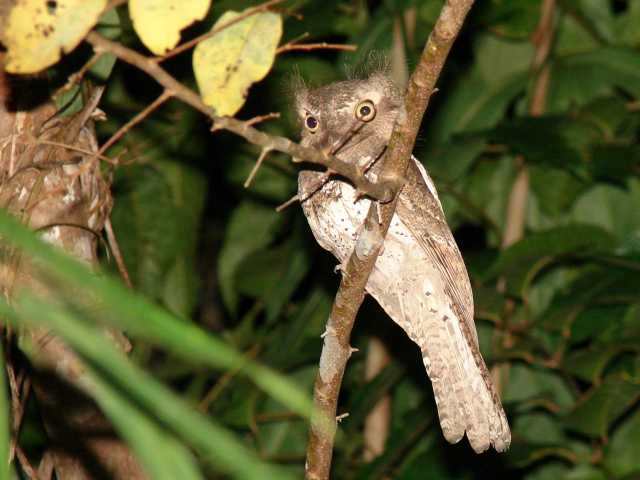 Palawan Frogmouth