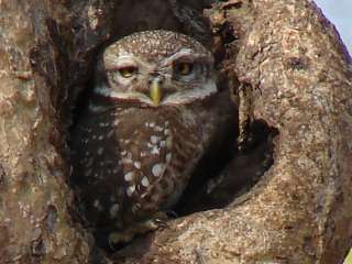 Spotted Owlet