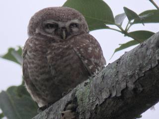 Spotted Owlet