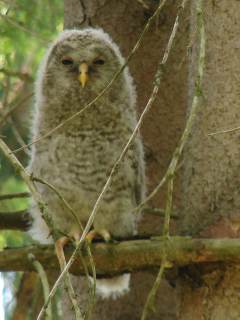 Ural Owl