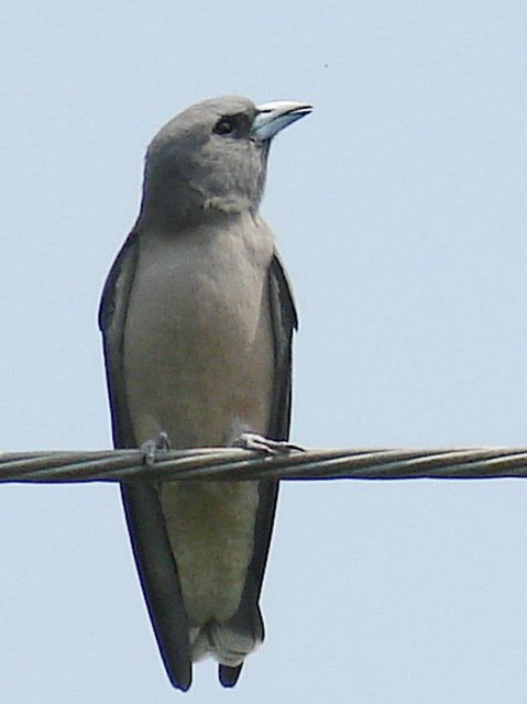 Ashy Woodswallow