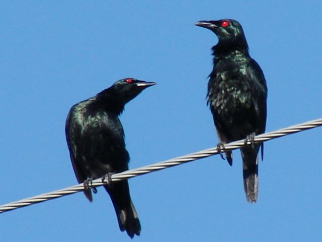 Asian Glossy Starling