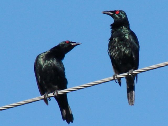 Asian Glossy Starling