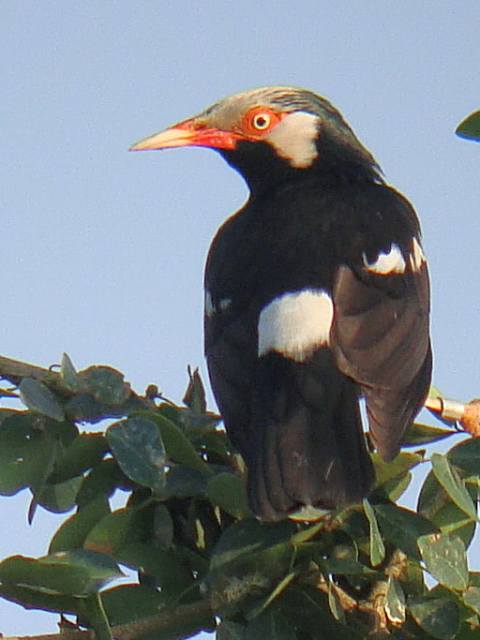 Asian Pied Starling