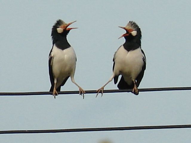Asian Pied Starling