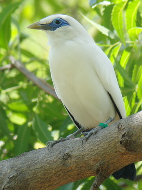 Bali Starling