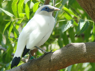 Bali Myna