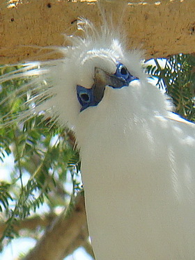 Bali Starling