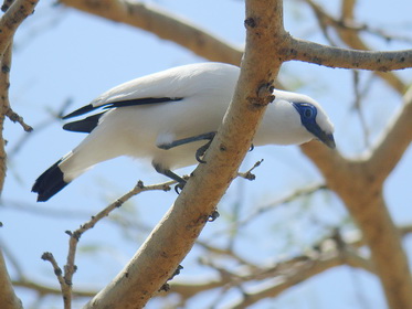 Wild Bali Myna