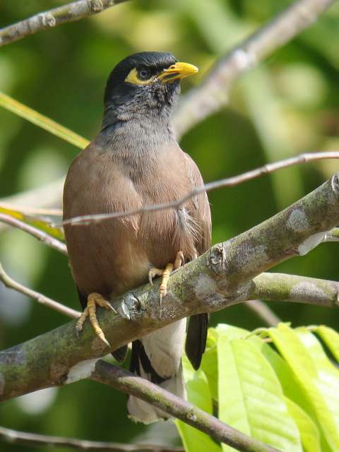 Common Myna