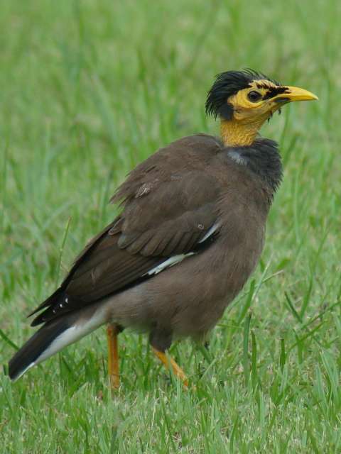 Common Myna