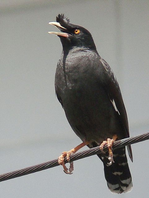 Crested Myna