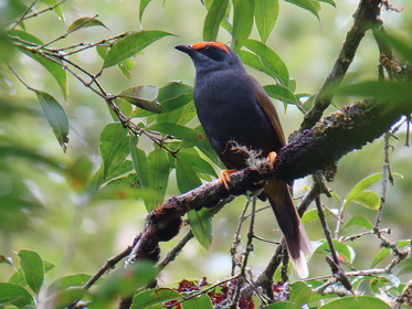 Fiery-browed Starling