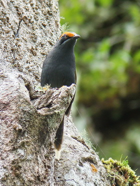 Fiery-browed Starling