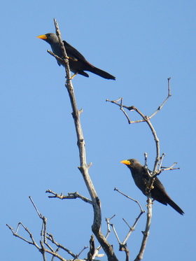 Grosbeak Starling