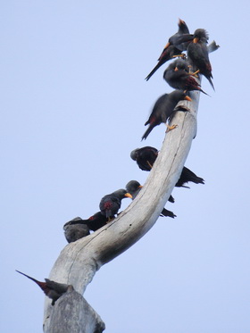 Grosbeak Starling