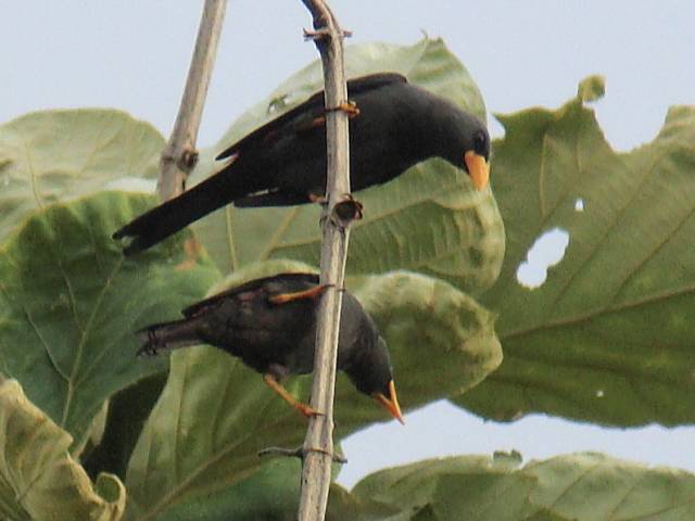 Grosbeak Starling