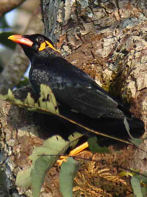 Hill Myna