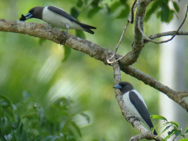 Ivory-backed Woodswallow