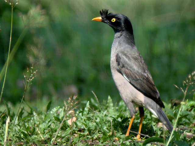 Jungle Myna