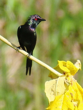 Metallic Starling