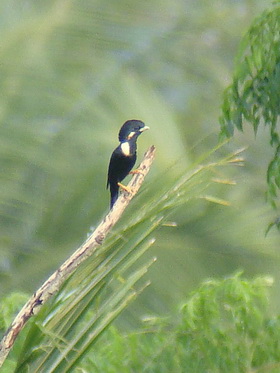 Sulawesi Crested Myna