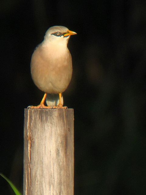 Vinous-breasted Starling