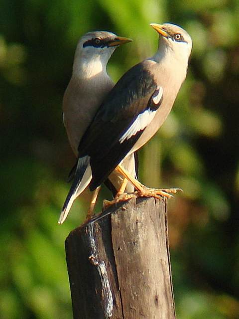 Vinous-breasted Starling