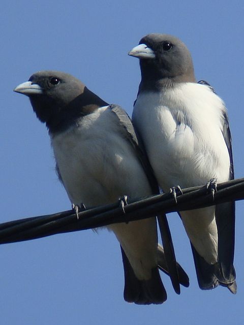 White-breasted Woodswallows