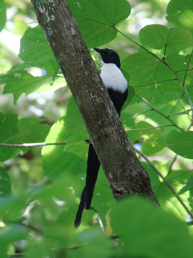 White-necked Myna