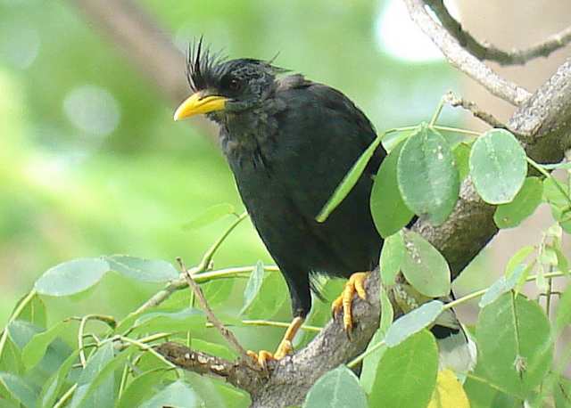 White-vented Myna