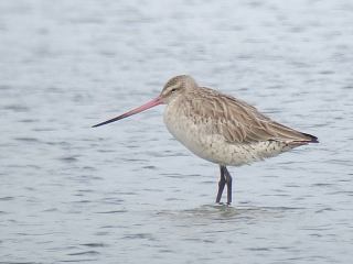 Bar-tailed Godwit by Stijn De Win.